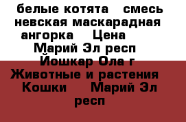 белые котята ( смесь невская маскарадная, ангорка) › Цена ­ 10 - Марий Эл респ., Йошкар-Ола г. Животные и растения » Кошки   . Марий Эл респ.